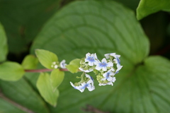 Adelocaryum coelestinum